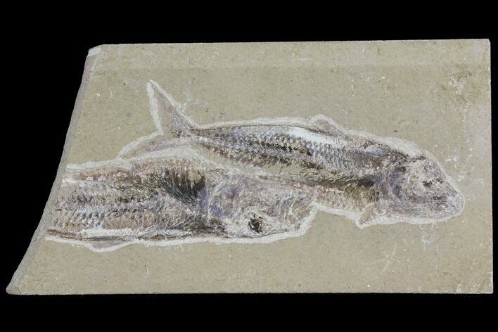 Two Cretaceous Fossil Fish (Scombroclupea) - Lebanon #112649